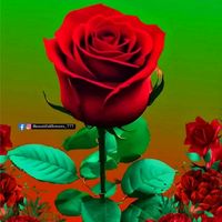 user8529160290063ma