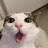 original sound - Big fat rat