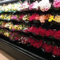 fatima_sh24