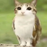 immeefai