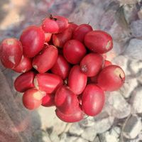 เสียงต้นฉบับ - รอเธอกลับมานะ( ที่รัก )