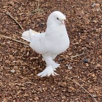 oyunkusu_serhataslan