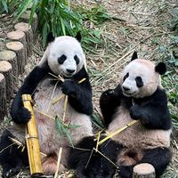 pandalezong