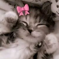 pnycat