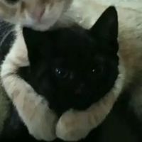 cryyfordie