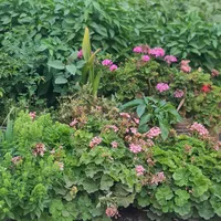 original sound - dy7bpv245fd4