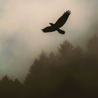 onlyfog