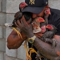 galleriaexcaliburleonnic