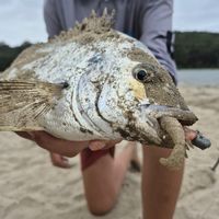 joeyjaydofisho