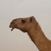 n_za0