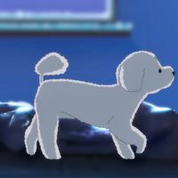 carat_dayo