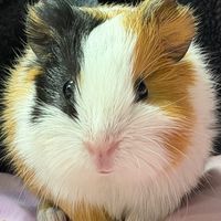 gummygam23