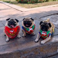 luckyleiajrpugs