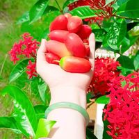 âm thanh gốc - Bằng Lăng Tím