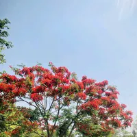 original sound - limbu.barsha7