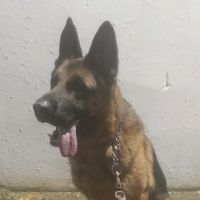 tchipalo.boxer