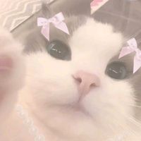 o_oreo12