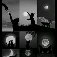 www.luna300