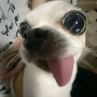 its.nicoll_1