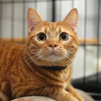 ten0507_cat