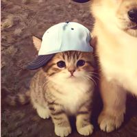 original sound - freenbecky