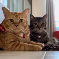 original sound - cekodokkkkkkkkkk