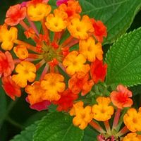 original sound - Bharathi Thi Bharath