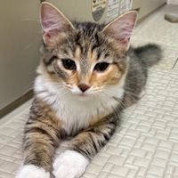 オリジナル楽曲 - ねこですか。
