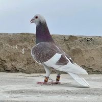 quettapigen