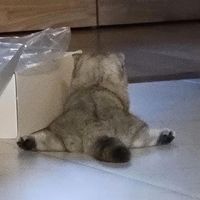mqsleesq