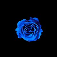 blueeu42