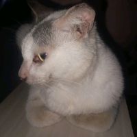 suara asli - X- BLISS 💙