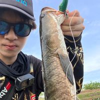 sardafishing