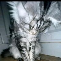 suara asli - Nisa🐯