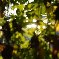 original sound - lam_tra00