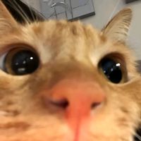 louiedit5