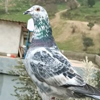 mito.albayrak