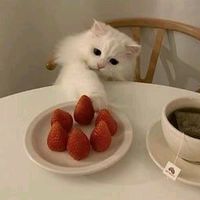 anastasia_556924
