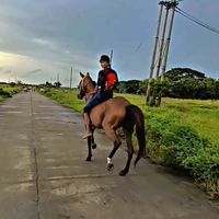 hanhtoolwin1163