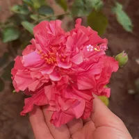 original sound - crazycone24