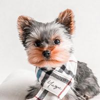 yuzutheyorkie