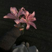 butterflyof9