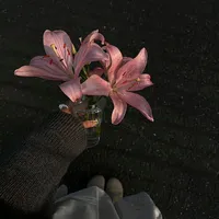 original sound - butterflyof9