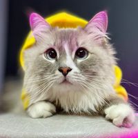 catsnejka