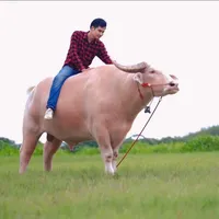 original sound - buffalover