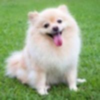 original sound - inumaru112525(2)