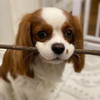 dog_the_harry