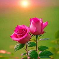 hiru___official___12