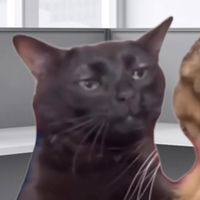 original sound - Zoning Out Cat