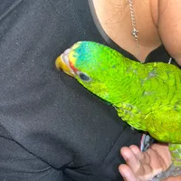 original sound - tu.reina202